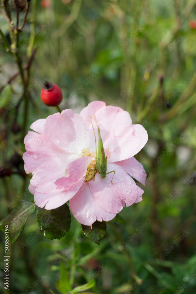 Fototapeta premium Autumn rose with grasshopper