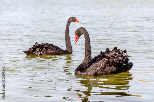 Pair of beautiful black swans in the lake © Freelancer