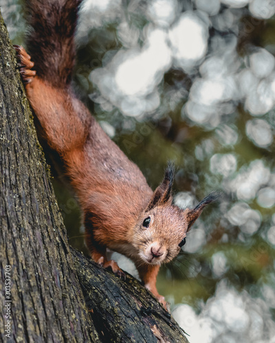 Canvas Print Squirrel close up on a tree