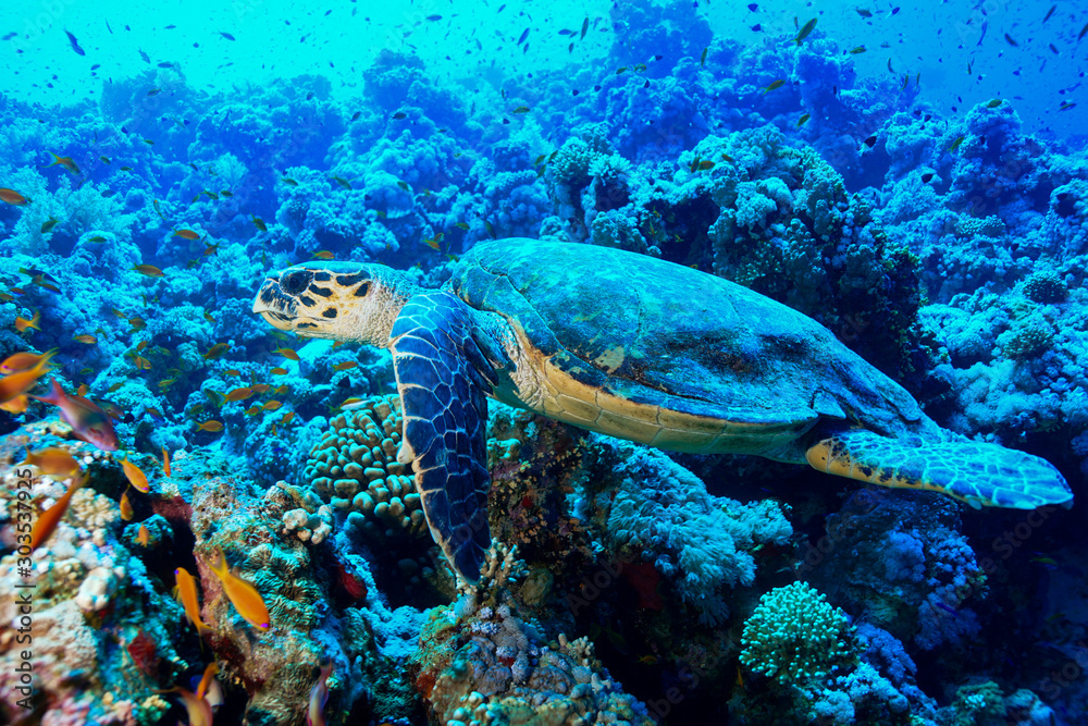 Sea Turtle at the Red Sea, Egypt Sea Turtle at the Red Sea, Egypt