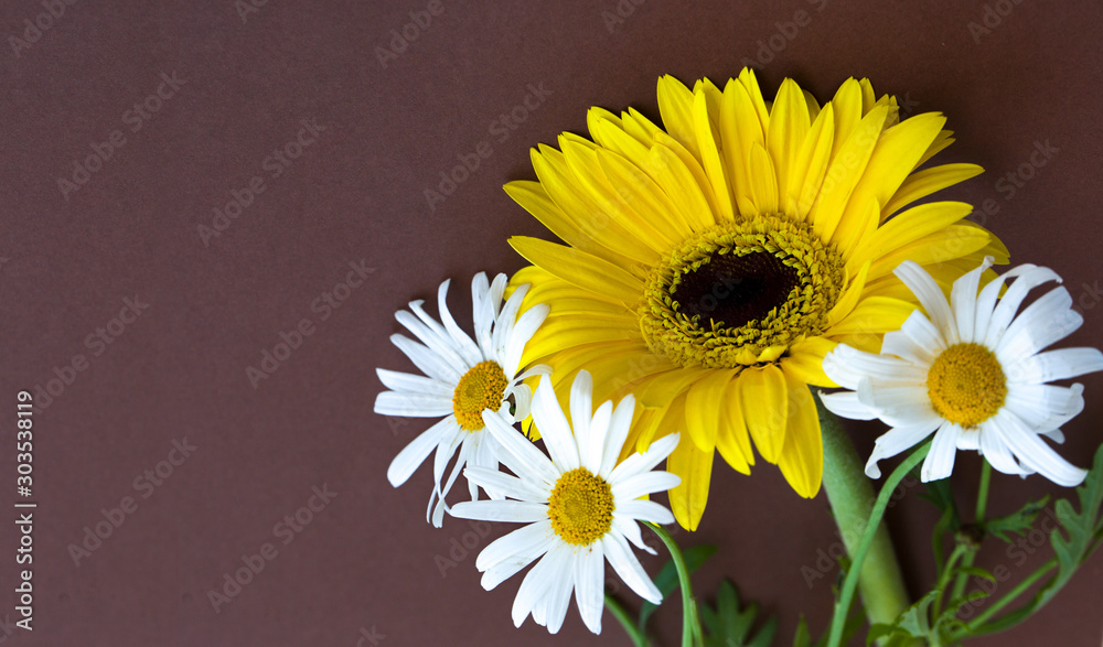 The flower of gerbera on the colored background The flower of gerbera on the colored background