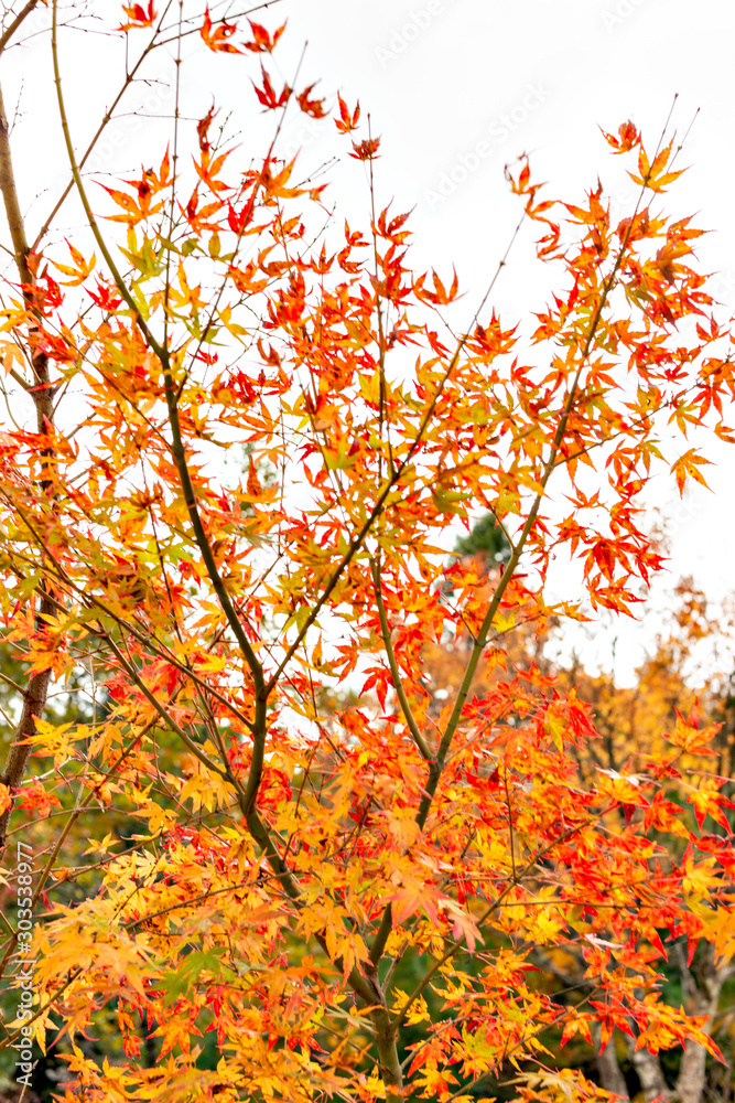 Autumn color at Choan-ji temple in Fukuchiyama city, Kyoto prefecture, Japan