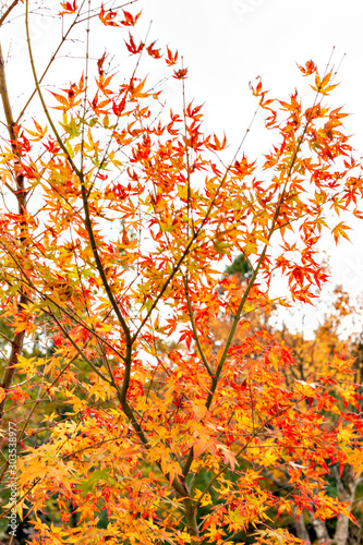 Autumn color at Choan-ji temple in Fukuchiyama city  Kyoto prefecture  Japan
