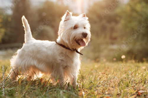 Portrait of One West Highland White Terrier in the Park photo