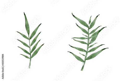 Set botanic elements - branches. illustration isolated on white background  eucalyptus  exotic  tropical plants