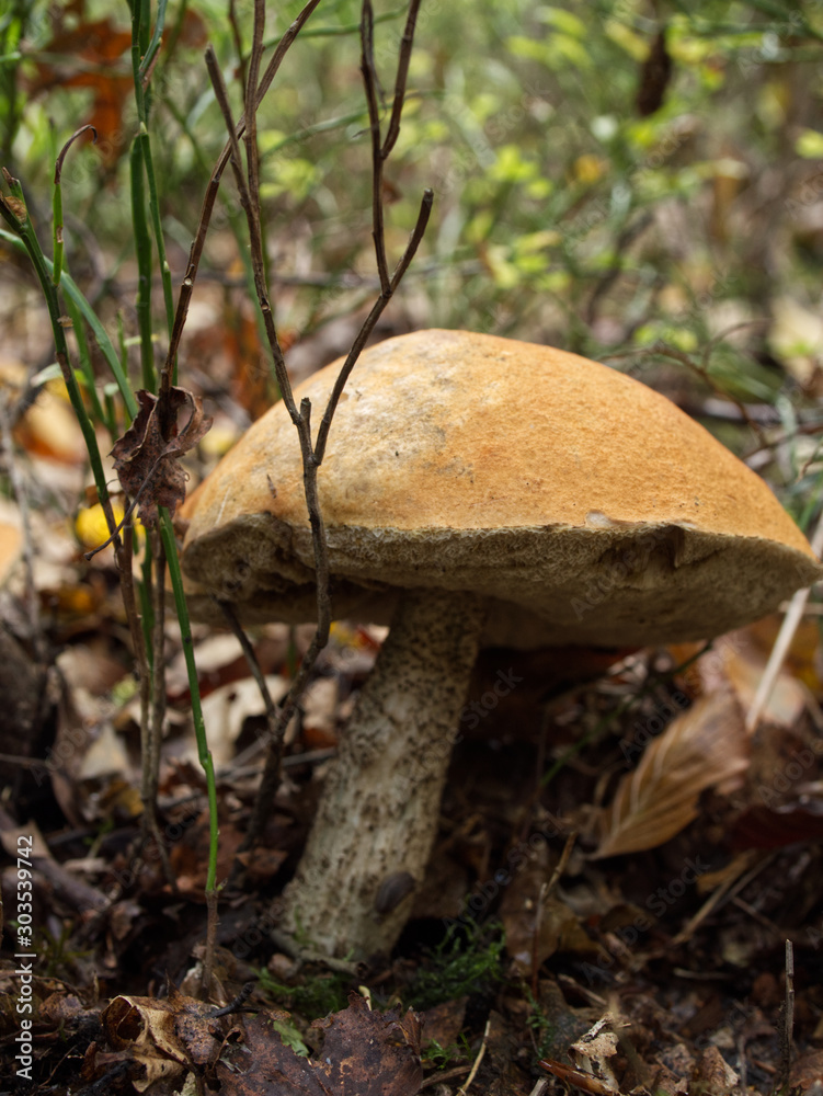 Dorodny Koźlarz czerwony (Leccinum aurantiacum ) w jesiennym lesie Dorodny Koźlarz czerwony (Leccinum aurantiacum ) w jesiennym lesie