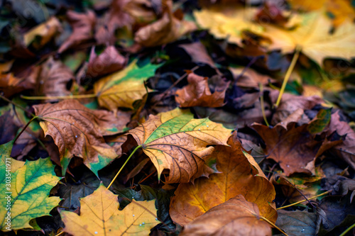 Beautiful autumn leaves in a variety of colors. Fallen leaves on the ground.