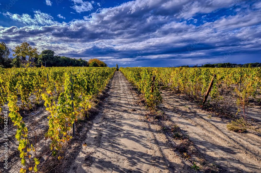 Pathway through vineyards in the Languedoc region of the south of france