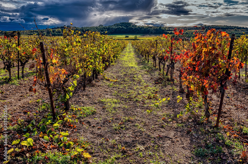 Autumn vineyards in the Languedoc region of the south of France