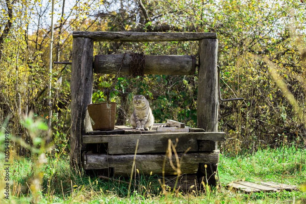 A beautiful cat sits on an old village well with a bucket. A beautiful cat sits on an old village well with a bucket.