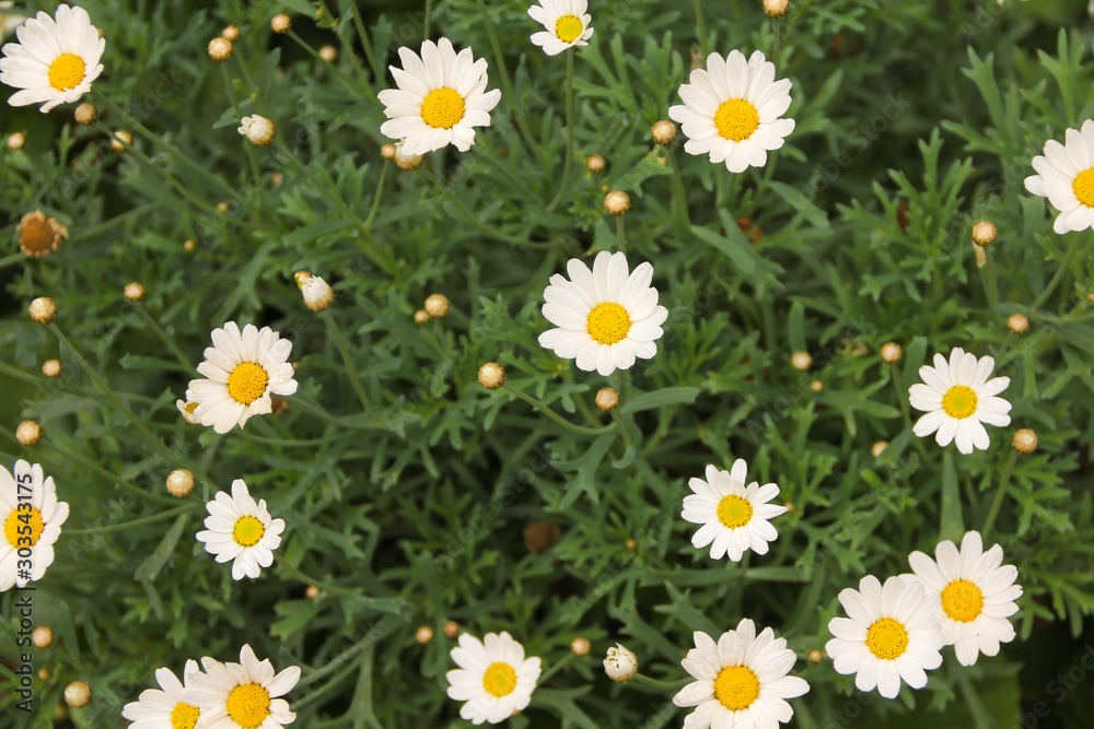 Daisy flowers in close up.
