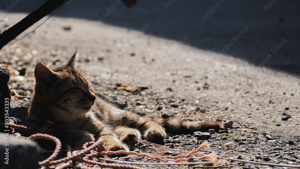 Ainoshima, Fukuoka, Japan-November 12 2019 : A cat sleeping on old ropes the street