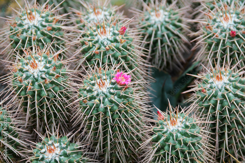 Prickly cactus with pretty pink delicate flowers Prickly cactus with pretty pink delicate flowers