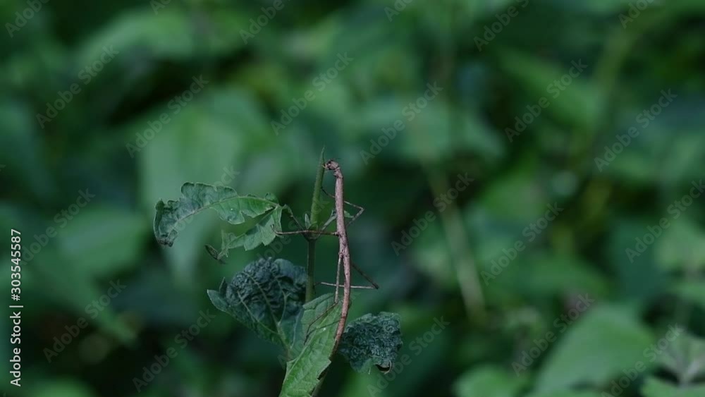 Stick Insect, Phasmatodea, eating the top of the plant in Kaeng Krachan National Park in slow motion. Stick Insect, Phasmatodea, eating the top of the plant in Kaeng Krachan National Park in slow motion.