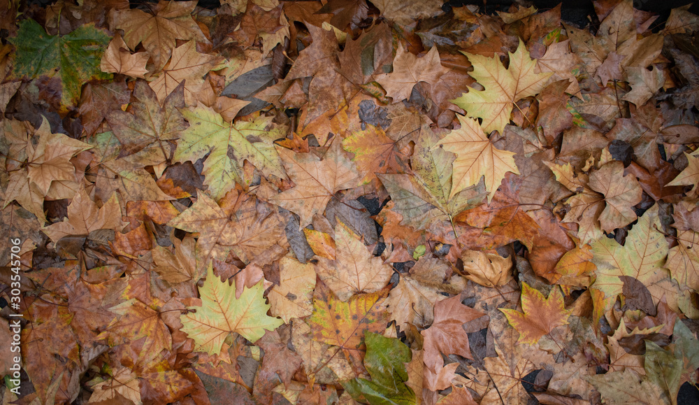 Wet autumn colored leaves background.  Colorful background image of fallen autumn leaves perfect for seasonal use. Space for text.