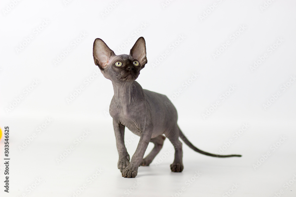 Canadian sphynx yang cat on light pink and white background