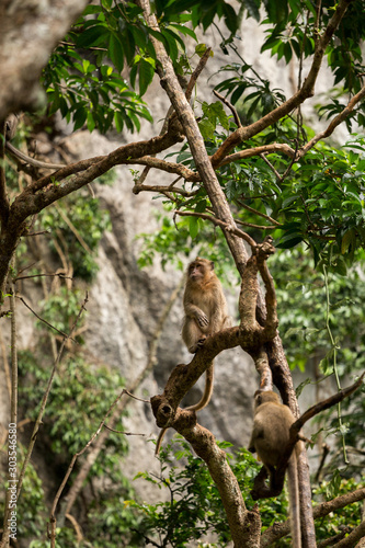 Monkeys on tree, jungle thailand © vadimborkin