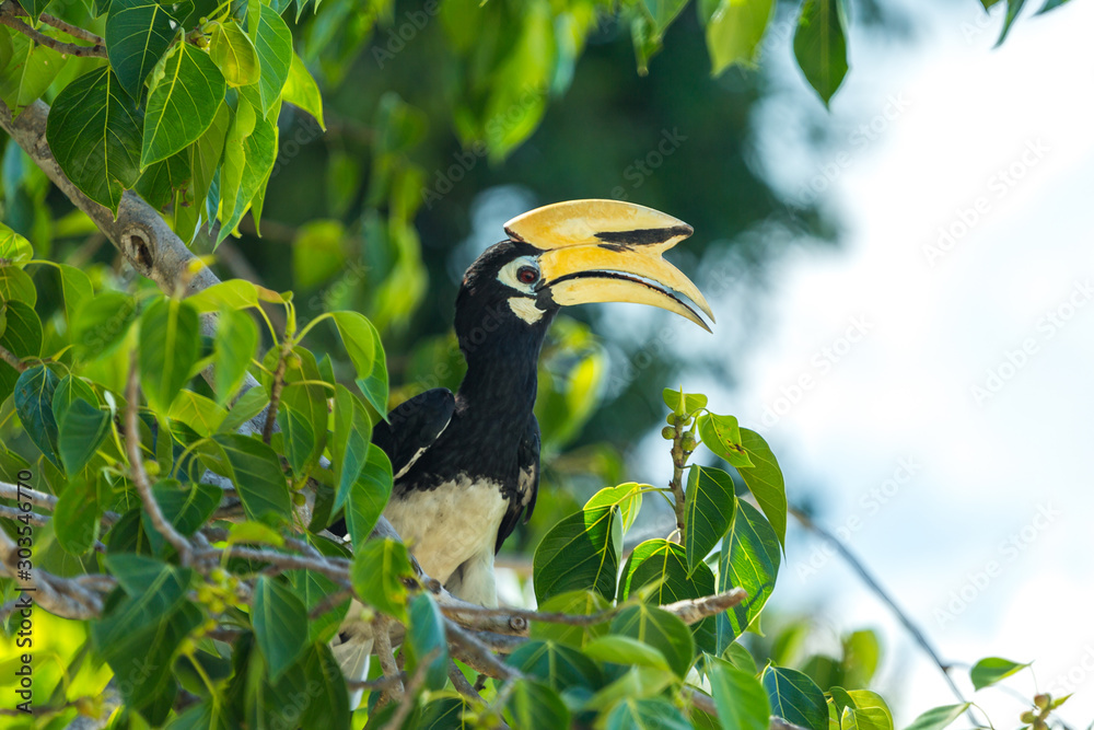 Fototapeta premium A hornbill on a tree