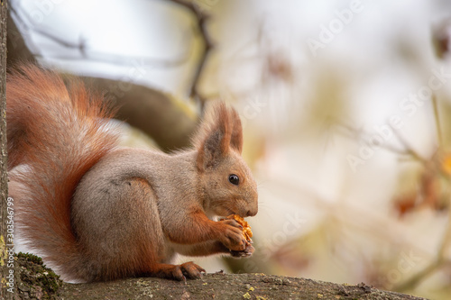 Squirrel earting a wallnut on a tree branch and looking into the camera photo