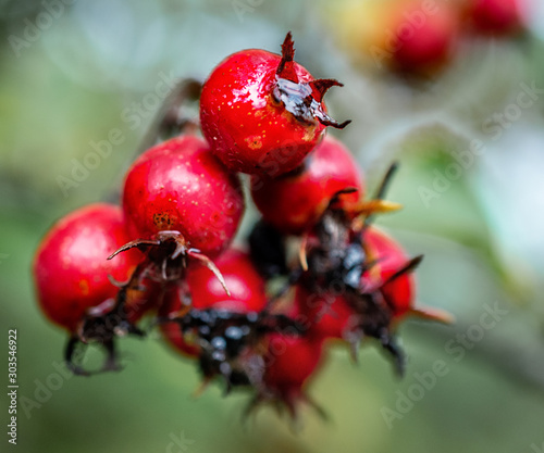 rote beeren im herbst photo