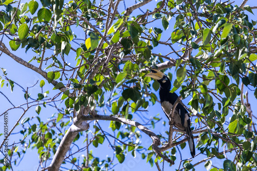 A hornbill on a tree photo