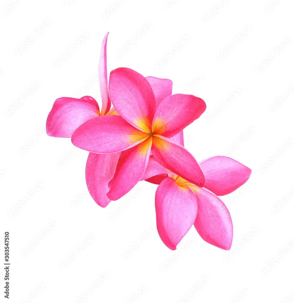 frangipani (plumeria) flowers on white background frangipani (plumeria) flowers on white background