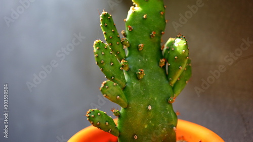 The cactus tree in a pot container is placed in a cool yard © onyengradar