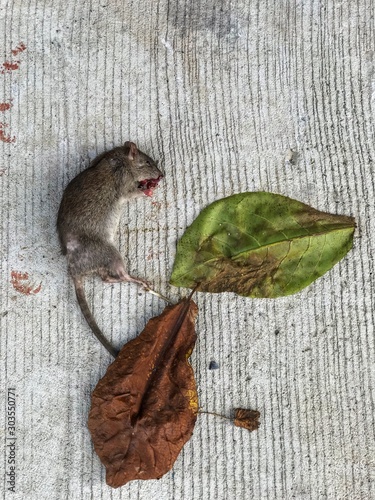 Dead mouse which is on sidewalk near dried leaves causes rabies, parasites, leptospirosis etc. photo