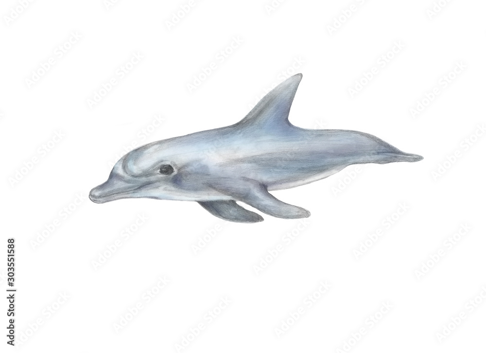 Cartoon dolphin. Pencil and watercolor nature illustration.