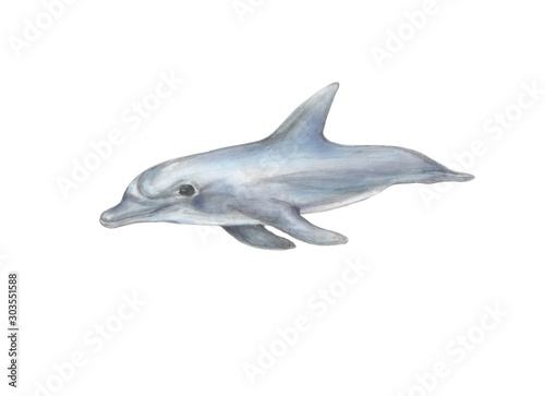 Cartoon dolphin. Pencil and watercolor nature illustration.