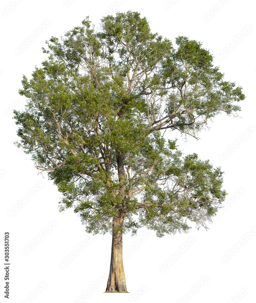 Obraz premium Tree isolated on white background. Clipping path included