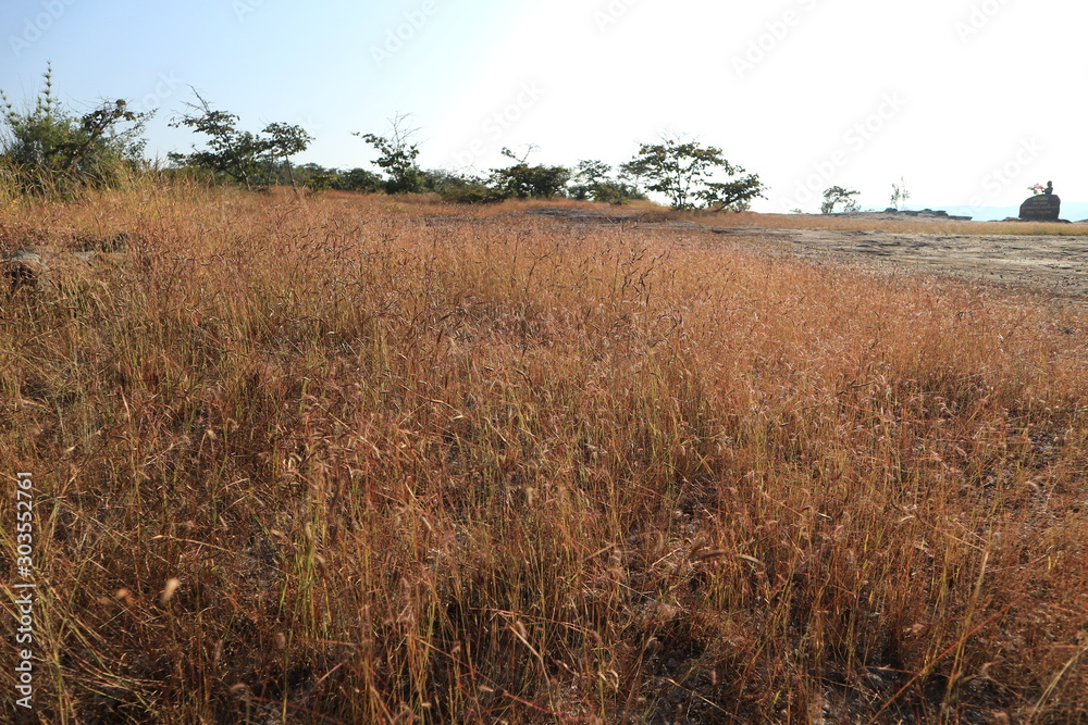Fototapeta premium field of wheat