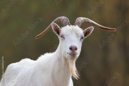 Portrait of white horned funny capricorn
