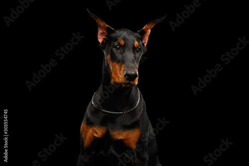 Foto Portrait of Young Doberman Dog Posing on isolated Black background
