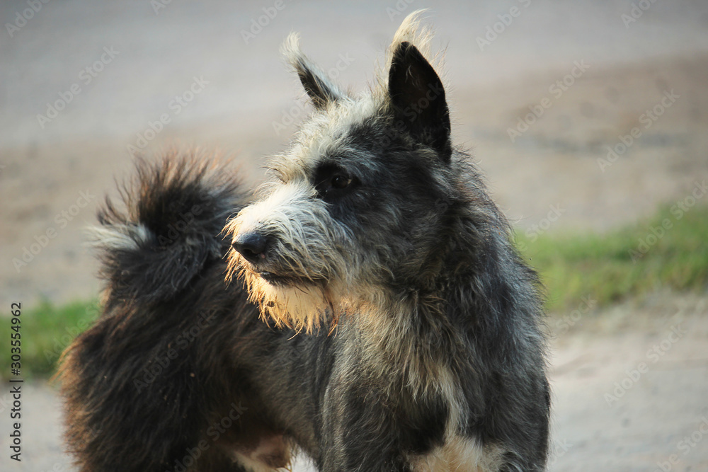 Fototapeta premium Stray dog is angry at Stranger dog | Thai breeds