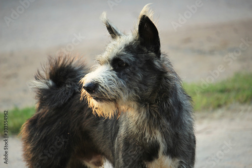 Stray dog is angry at Stranger dog | Thai breeds