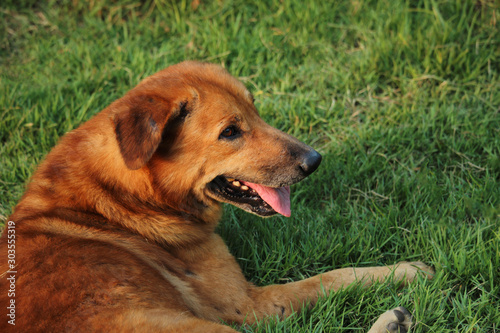 stray dog sitting on a wheat field   Thai breeds