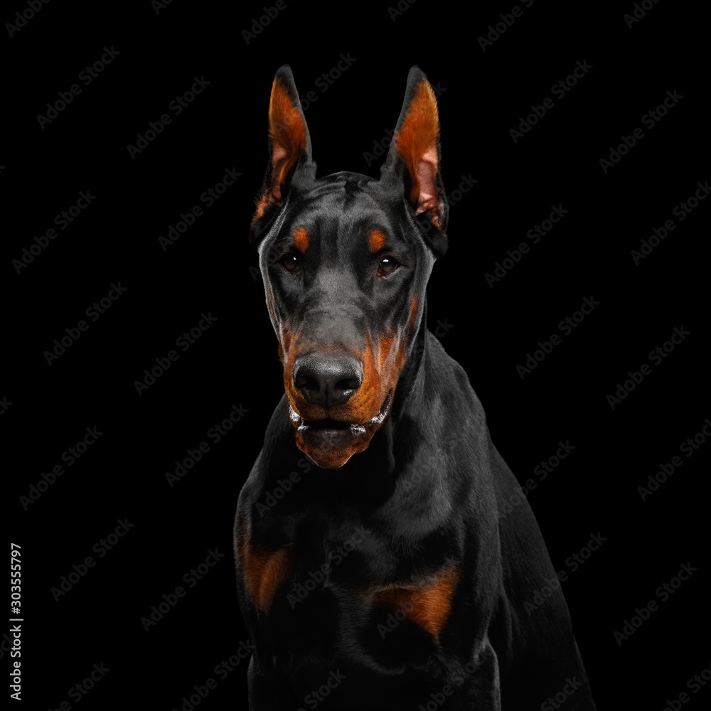 Portrait of Angry Doberman Dog looks menacing on isolated Black background  Stock Photo | Adobe Stock