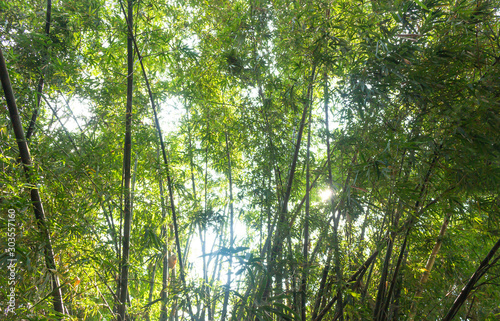 Bamboo forest with natural sun light. Green leaves of bamboo tree.