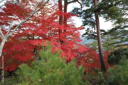 吉野山　紅葉