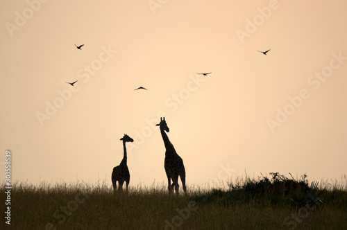 Beautiful sunrise with giraffes. National park Murchison falls. Uganda. Africa