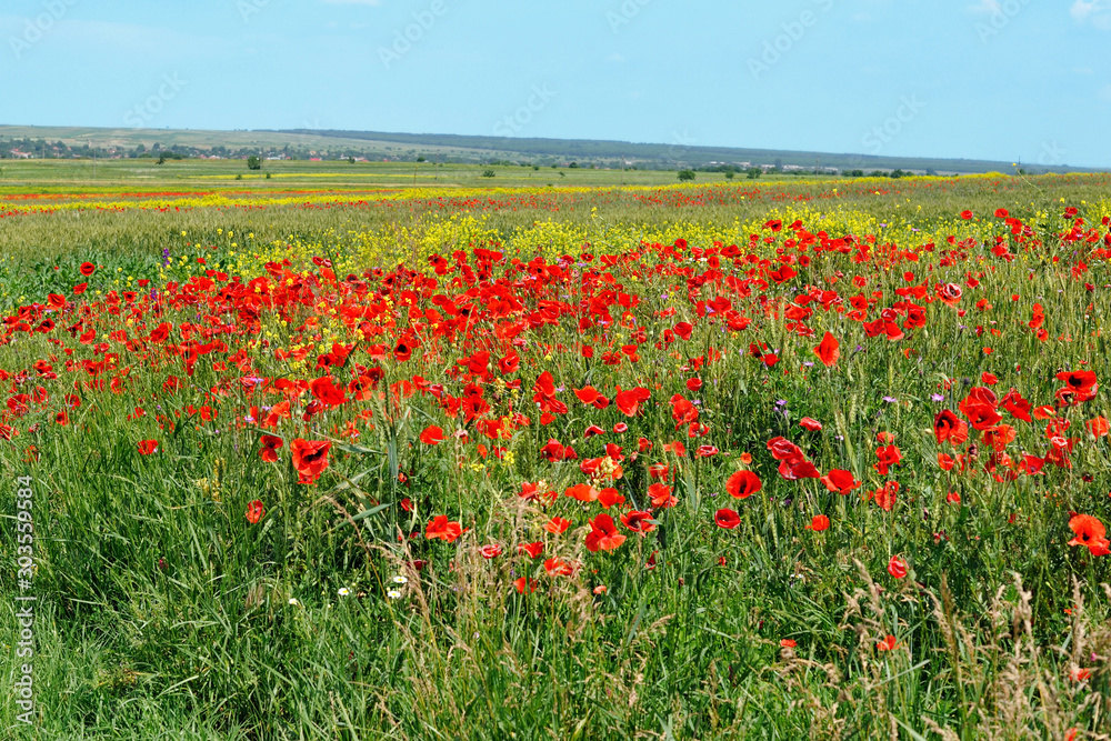 Field with poppies