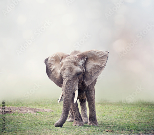 African Elephant  in the grassland