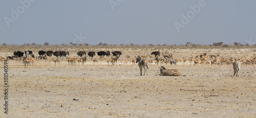 Große Gruppe von Springböcke und Straußen an einem Wasserloch im Etosha Nationalpark, Namibia