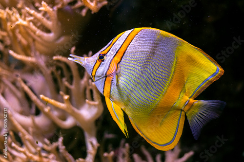 Copperband butterflyfish Chelmon rostratus photo