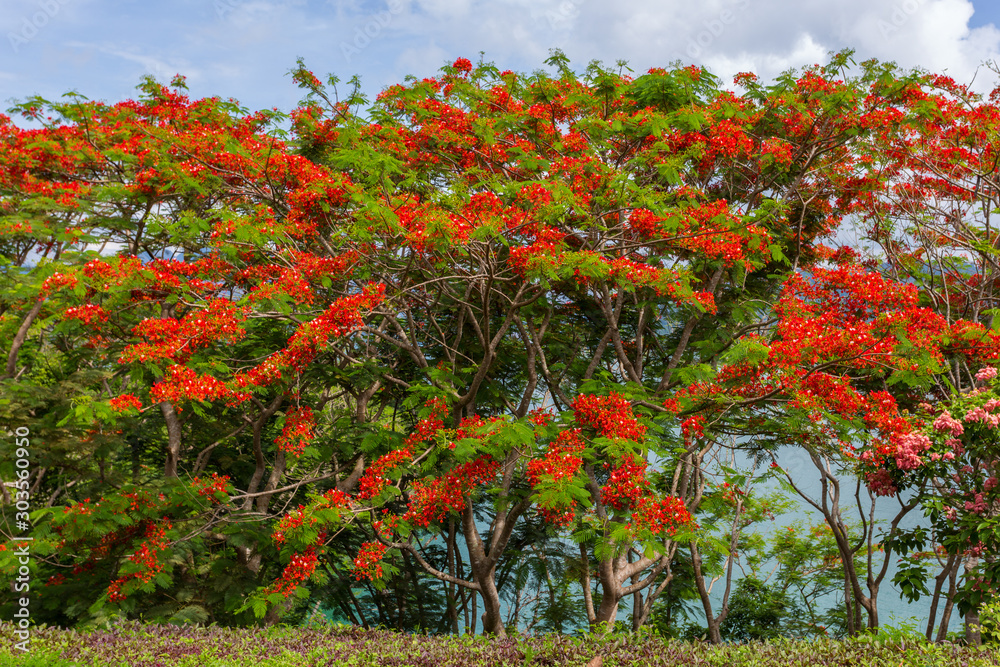 Red tree flowers, against the blue sky Red tree flowers, against the blue sky