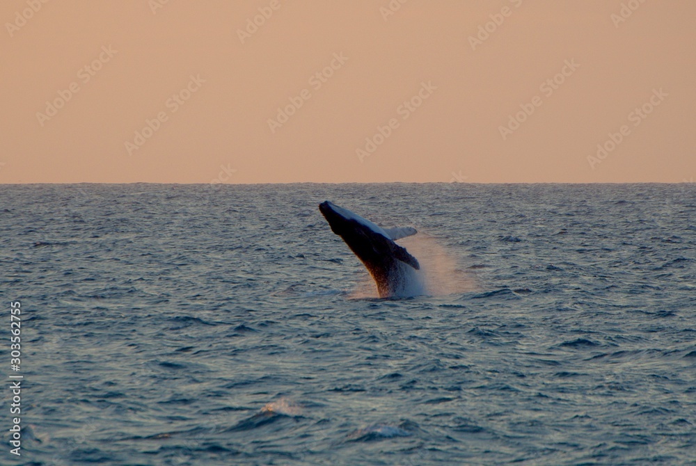 Fototapeta premium Humpback Whale (Megaptera Novaeangliae) breaching at sunset - Kalbarri, WA, Australia