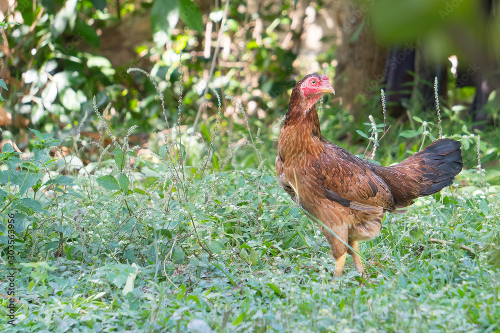 Fototapeta premium Hens looking for food from the backyard in the morning time.