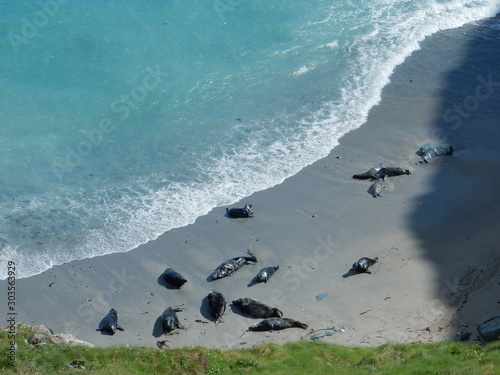 atlantic grey seals enjoying the sun at Godrevy point, west Cornwall, England, UK