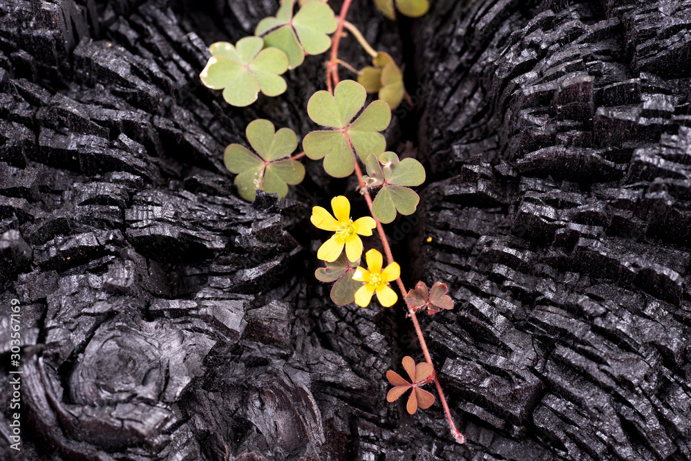 Foto New life from the burned tree.